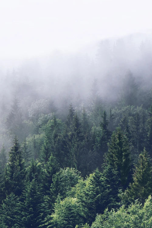 Forest Pattern Glass Films Window Sticker Electrostatic Frosted Home Decor Private Tint-Film For Door Window Cabinet Wardrobe