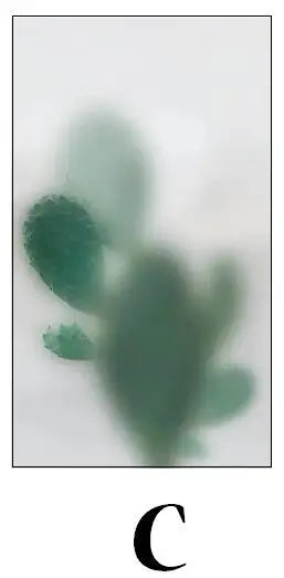 Custom Glass Window Film Static Frosted Light Transmitting Sticker, Home Foil Stickers ,Waterproof Easy to install Plant shadow