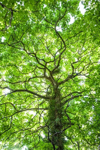 Frosted Stained Glass Window Film, Customized,Scenery,Tree,Waterfall,Static Cling Sticker,Home Decor