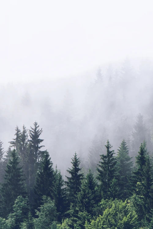 Forest Pattern Glass Films Window Sticker Electrostatic Frosted Home Decor Private Tint-Film For Door Window Cabinet Wardrobe