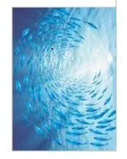Custom Glass window Film electrostatic frosted sticker, home foil stickers ,waterproof for bathroom Deep sea fish