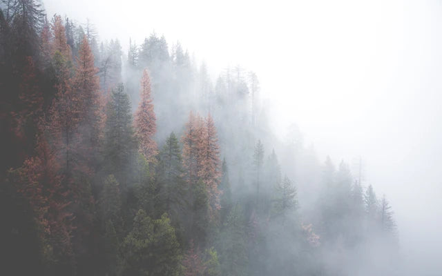 Forest Pattern Glass Films Window Sticker Static Cling Frosted Home Decor Private Tint-Film For Door Window Cabinet Wardrobe