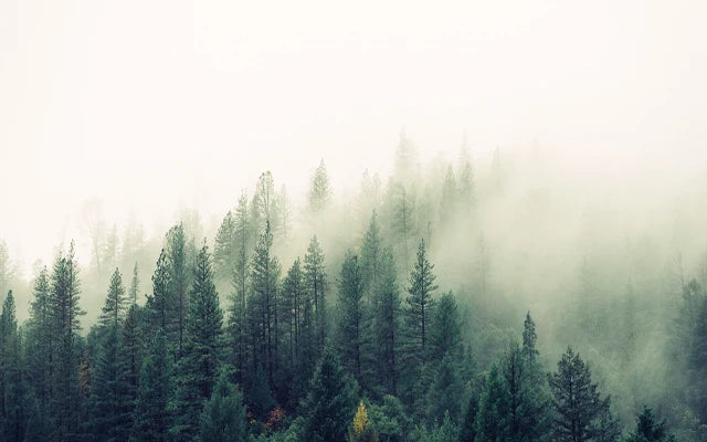 Forest Pattern Glass Films Window Sticker Static Cling Frosted Home Decor Private Tint-Film For Door Window Cabinet Wardrobe