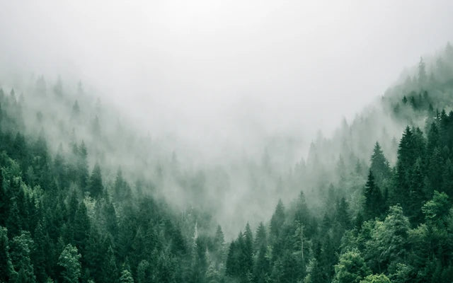 Forest Pattern Glass Films Window Sticker Static Cling Frosted Home Decor Private Tint-Film For Door Window Cabinet Wardrobe