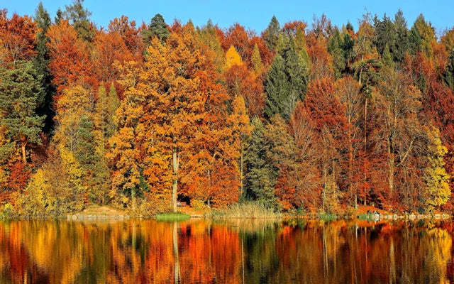 Forest Pattern Glass Films Window Sticker Static Cling Frosted Home Decor Private Tint-Film For Door Window Cabinet Wardrobe