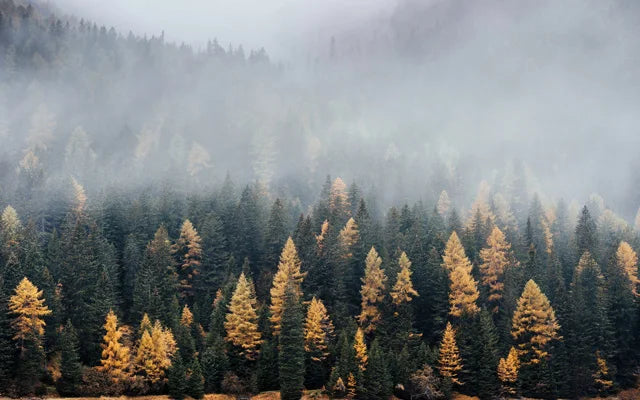 Forest Pattern Glass Films Window Sticker Static Cling Frosted Home Decor Private Tint-Film For Door Window Cabinet Wardrobe