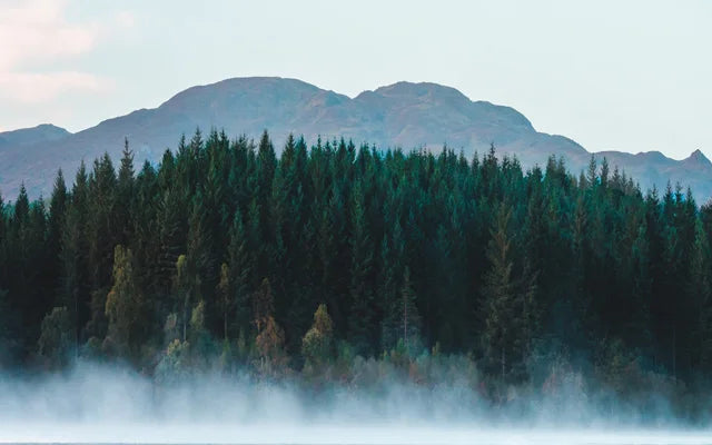 Forest Pattern Glass Films Window Sticker Static Cling Frosted Home Decor Private Tint-Film For Door Window Cabinet Wardrobe