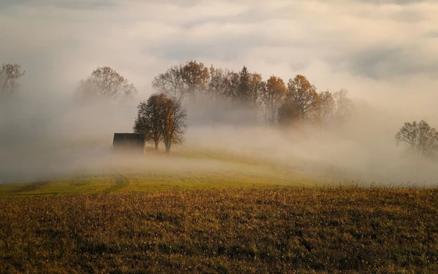 Forest Pattern Glass Films Window Sticker Static Cling Frosted Home Decor Private Tint-Film For Door Window Cabinet Wardrobe