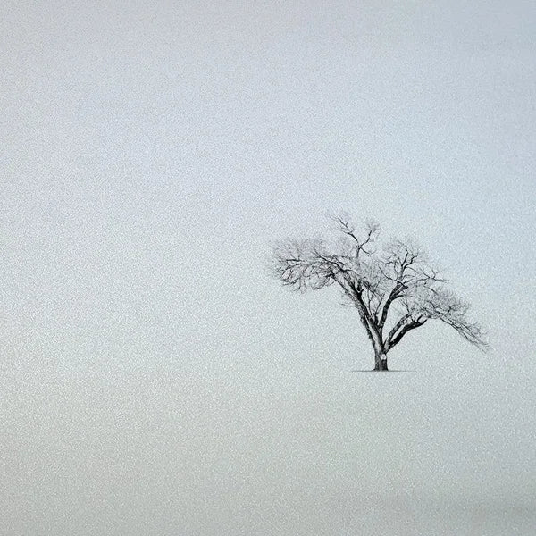 Custom Size Window Glass Films Window Film,Frosted Static Cling, Privacy Opaque,Art Pictures Trees,Shower Nordic Obscure Posters