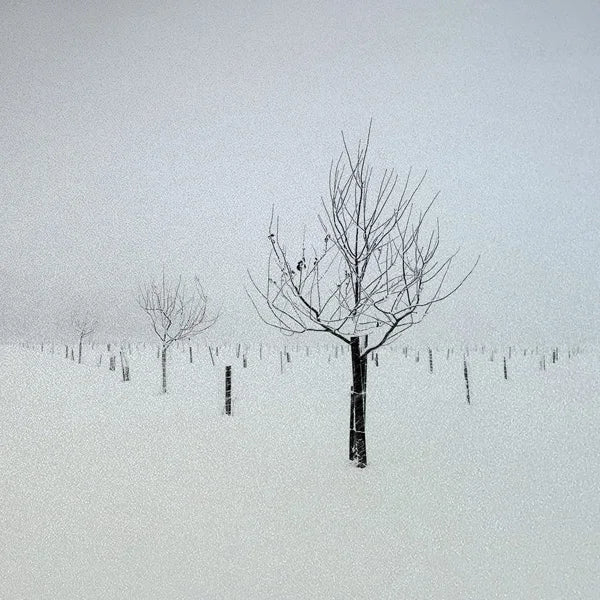 Custom Size Window Glass Films Window Film,Frosted Static Cling, Privacy Opaque,Art Pictures Trees,Shower Nordic Obscure Posters