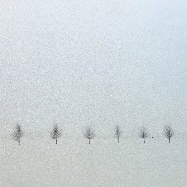 Custom Size Window Glass Films Window Film,Frosted Static Cling, Privacy Opaque,Art Pictures Trees,Shower Nordic Obscure Posters