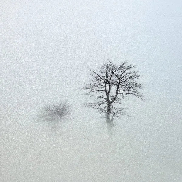 Custom Size Window Glass Films Window Film,Frosted Static Cling, Privacy Opaque,Art Pictures Trees,Shower Nordic Obscure Posters