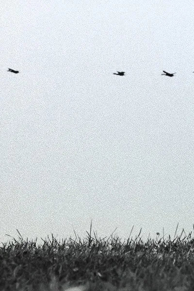 Custom Size Window Glass Films Window Film Static Cling Art Pictures Grass Dancer Shower Nordic Obscure Posters For Door Glass