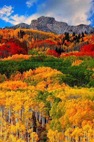 Frosted Stained Glass Window Film, Customized,Scenery,Tree,Waterfall,Static Cling Sticker,Home Decor