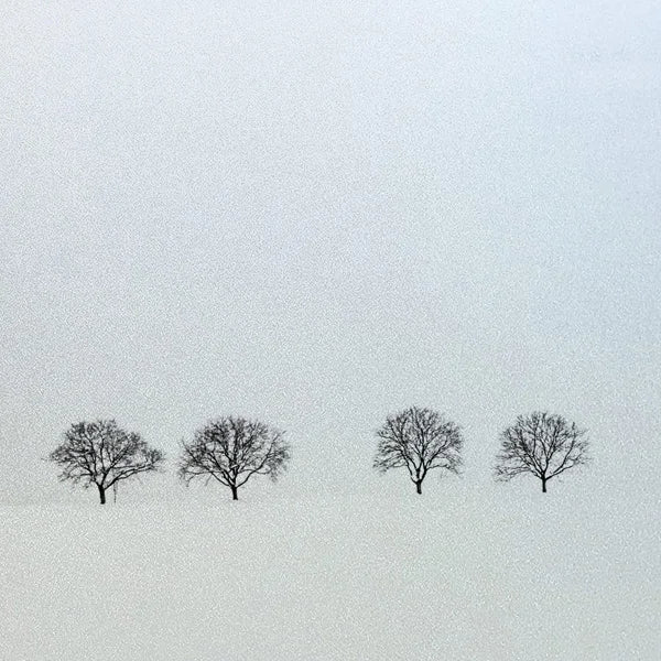 Custom Size Window Glass Films Window Film,Frosted Static Cling, Privacy Opaque,Art Pictures Trees,Shower Nordic Obscure Posters