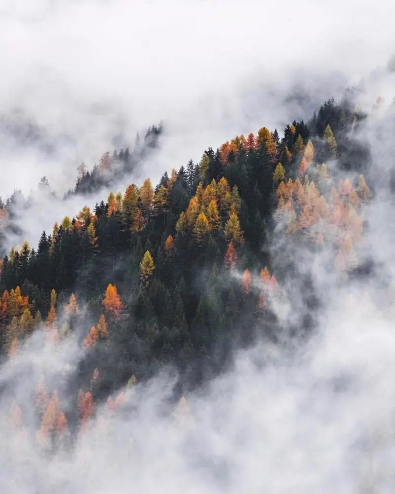 Forest Pattern Glass Films Window Sticker Static Cling Frosted Home Decor Private Tint-Film For Door Window Cabinet Wardrobe