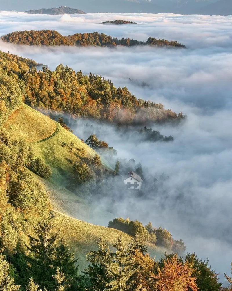 Forest Pattern Glass Films Window Sticker Static Cling Frosted Home Decor Private Tint-Film For Door Window Cabinet Wardrobe