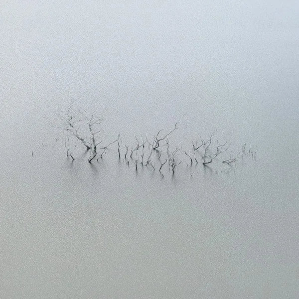 Custom Size Window Glass Films Window Film,Frosted Static Cling, Privacy Opaque,Art Pictures Trees,Shower Nordic Obscure Posters