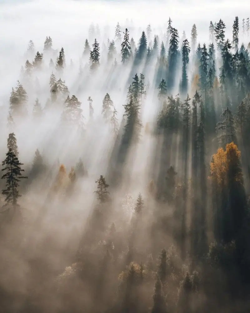 Forest Pattern Glass Films Window Sticker Static Cling Frosted Home Decor Private Tint-Film For Door Window Cabinet Wardrobe