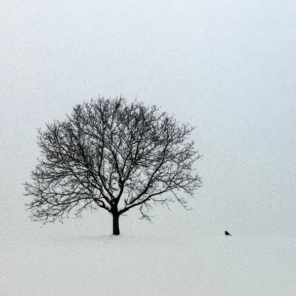 Custom Size Window Glass Films Window Film,Frosted Static Cling, Privacy Opaque,Art Pictures Trees,Shower Nordic Obscure Posters