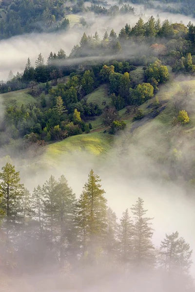 Frosted Stained Glass Window Film, Customized,Scenery,Tree,Waterfall,Static Cling Sticker,Home Decor