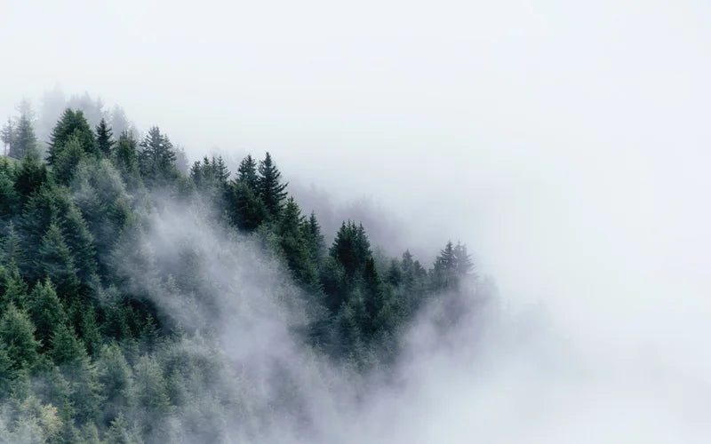 Window Film Stained Glass Stickers,Custom size Static Cling Frosted Privacy, Landscape,Tree Print For Transom Window Glass Home