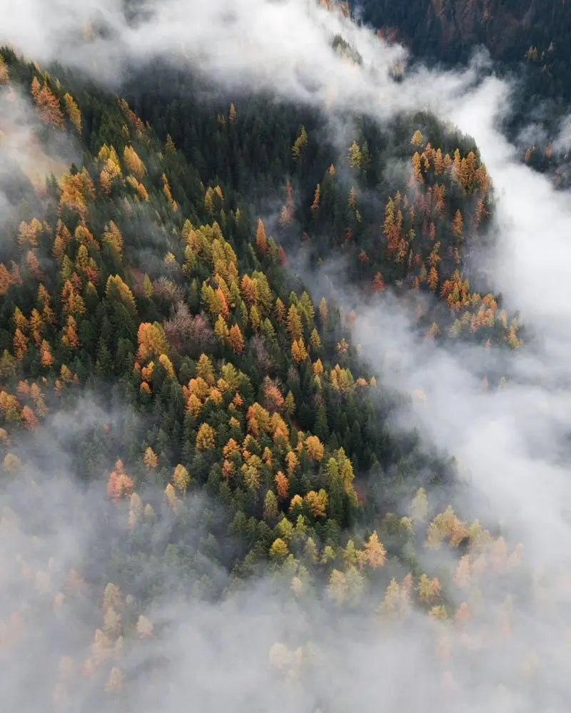 Forest Pattern Glass Films Window Sticker Static Cling Frosted Home Decor Private Tint-Film For Door Window Cabinet Wardrobe