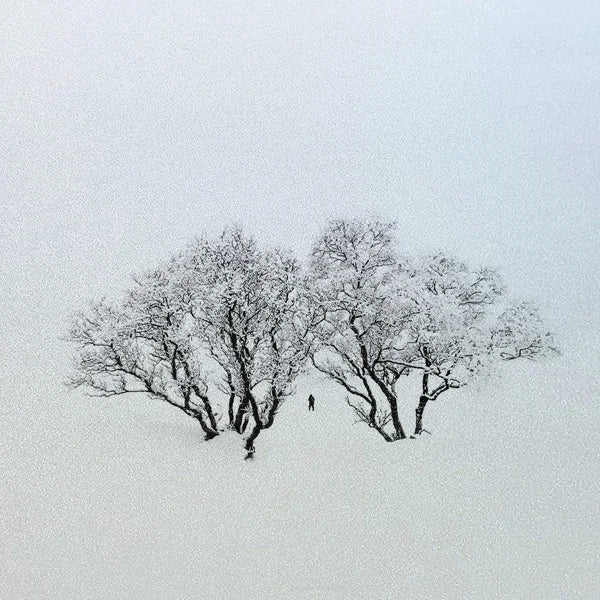 Custom Size Window Glass Films Window Film,Frosted Static Cling, Privacy Opaque,Art Pictures Trees,Shower Nordic Obscure Posters