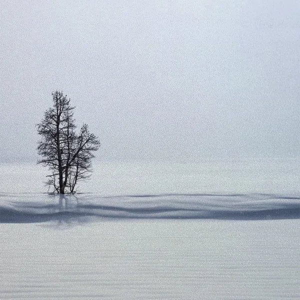 Custom Size Window Glass Films Window Film,Frosted Static Cling, Privacy Opaque,Art Pictures Trees,Shower Nordic Obscure Posters