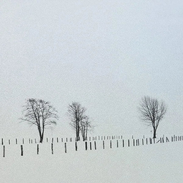 Custom Size Window Glass Films Window Film,Frosted Static Cling, Privacy Opaque,Art Pictures Trees,Shower Nordic Obscure Posters