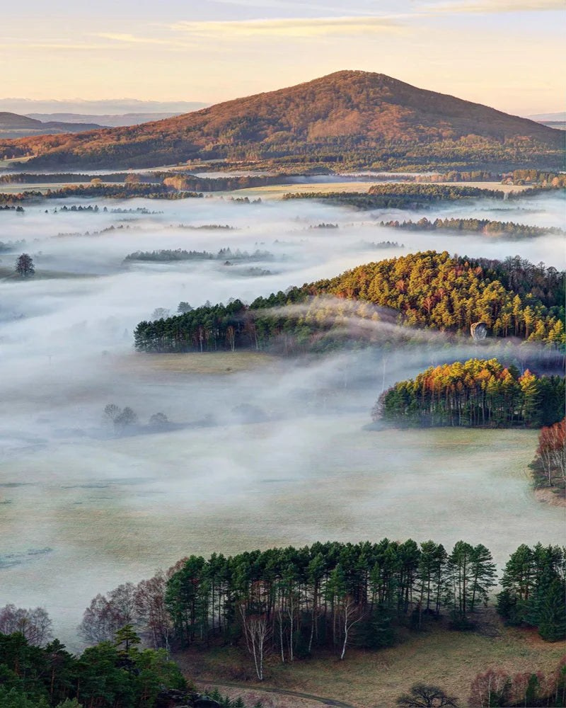 Forest Pattern Glass Films Window Sticker Static Cling Frosted Home Decor Private Tint-Film For Door Window Cabinet Wardrobe