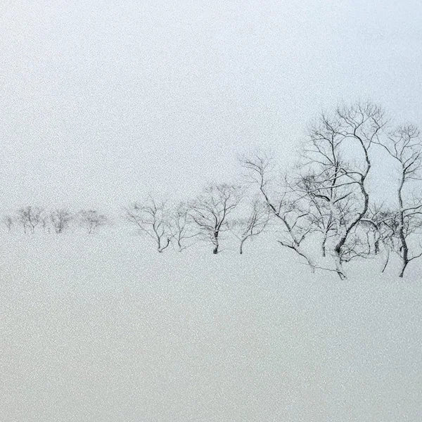 Custom Size Window Glass Films Window Film,Frosted Static Cling, Privacy Opaque,Art Pictures Trees,Shower Nordic Obscure Posters