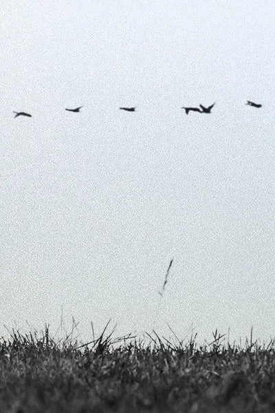 Custom Size Window Glass Films Window Film Static Cling Art Pictures Grass Dancer Shower Nordic Obscure Posters For Door Glass