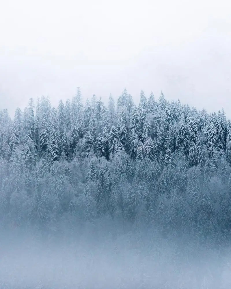 Forest Pattern Glass Films Window Sticker Static Cling Frosted Home Decor Private Tint-Film For Door Window Cabinet Wardrobe