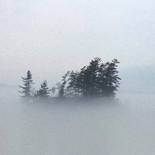 Custom Size Window Glass Films Window Film,Frosted Static Cling, Privacy Opaque,Art Pictures Trees,Shower Nordic Obscure Posters